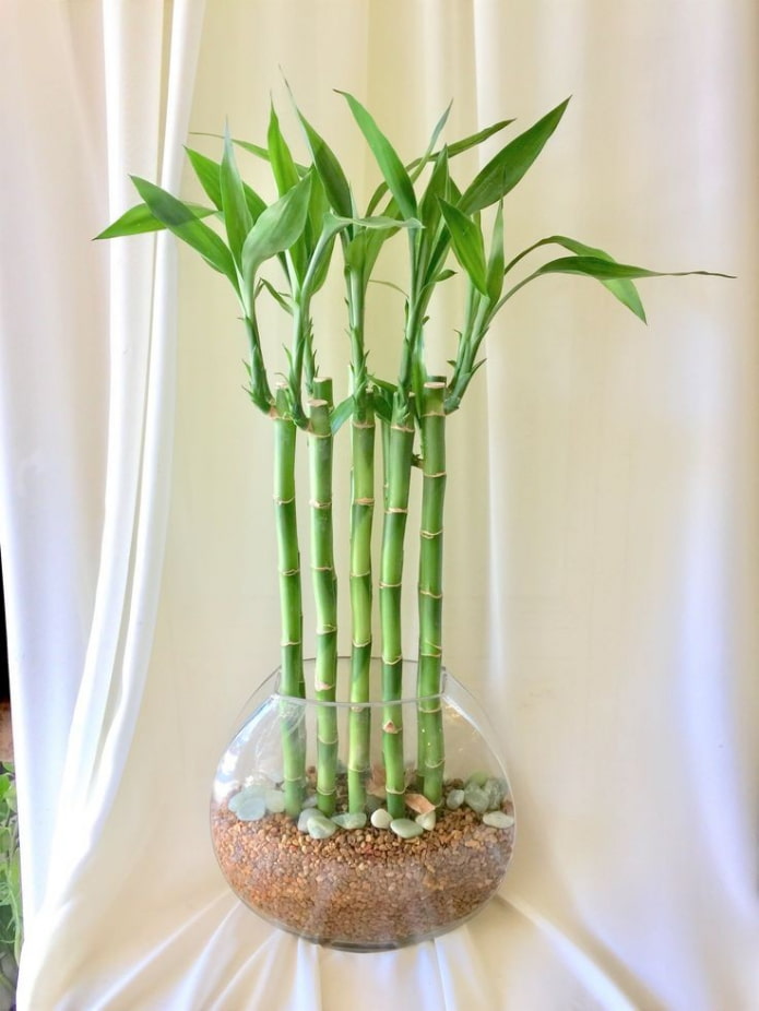 bambu in un vaso
