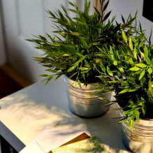 Come prendersi cura del bambù in casa?-8