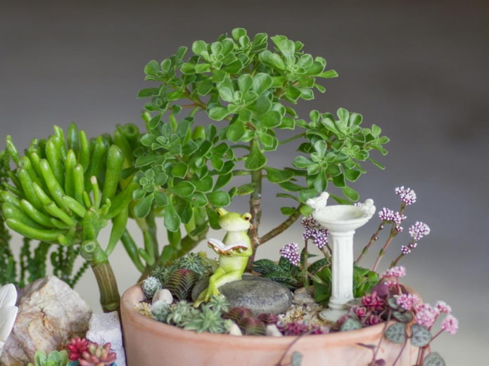 succulente con statuette