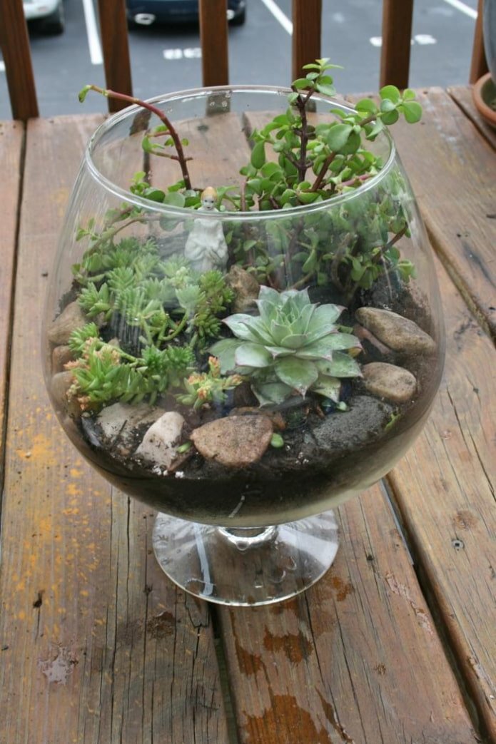 composizione di succulente