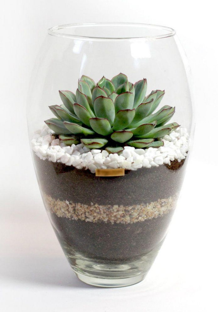 succulente in contenitore