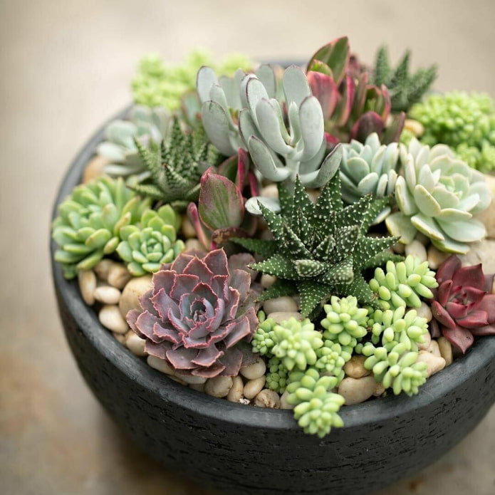 succulente in vaso