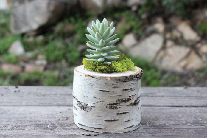 succulente in un ceppo