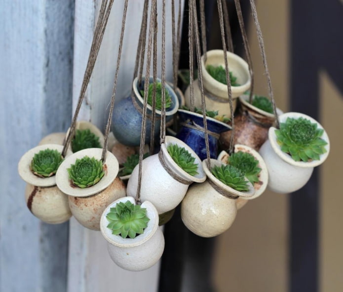 succulente in vaso