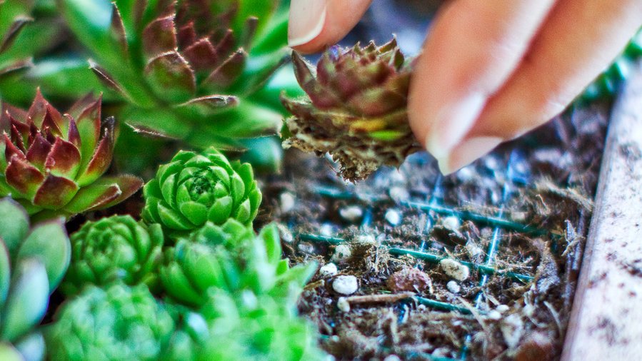 piantare le succulente