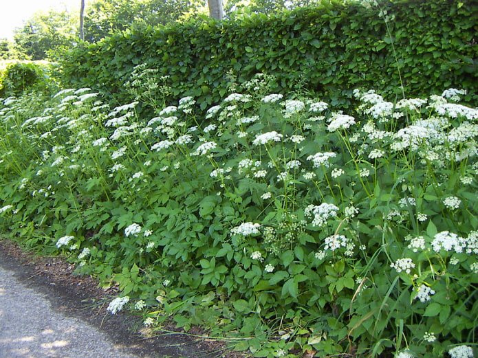 Podagraria