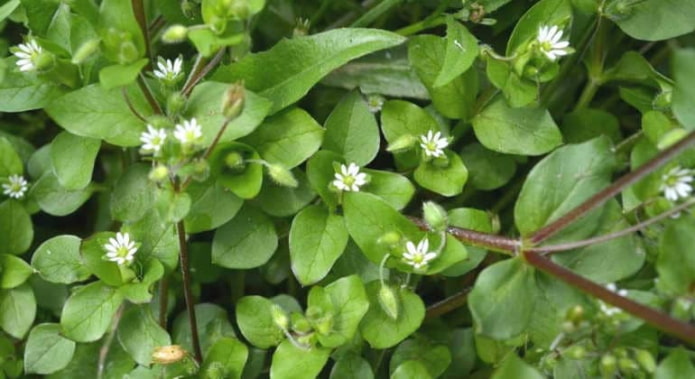 centocchio