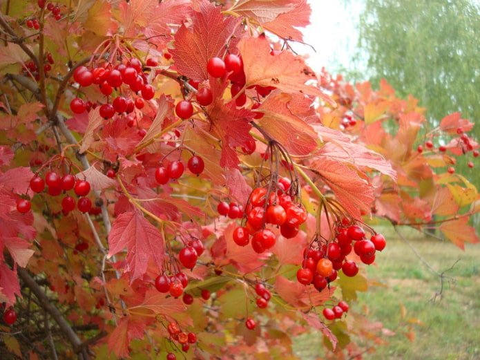 Viburno in autunno