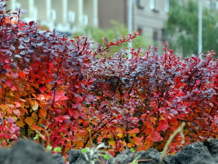 Crespino Thunberg in autunno