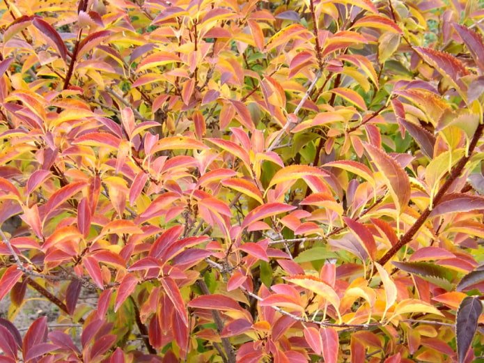 Forsizia in autunno