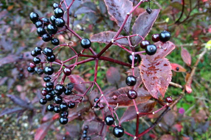 Frutti di sambuco