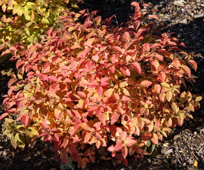 Spirea giapponese