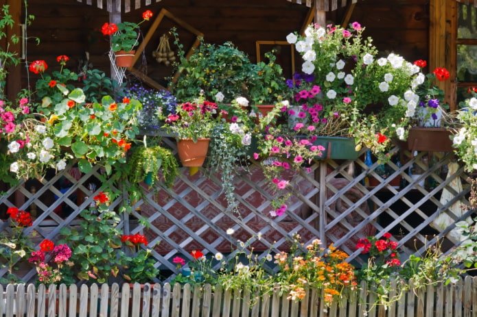Fiori su una recinzione in dacia