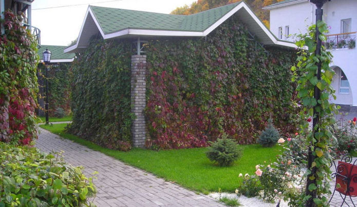 uva vergine sul muro del gazebo