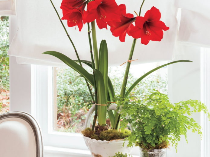 hippeastrum sul davanzale