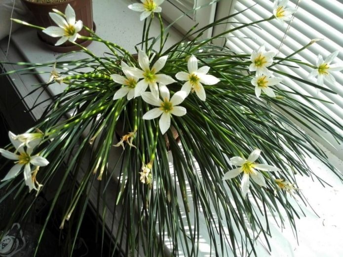 come fioriscono le zephyranthes
