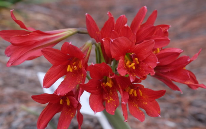 rhodophiala in fiore