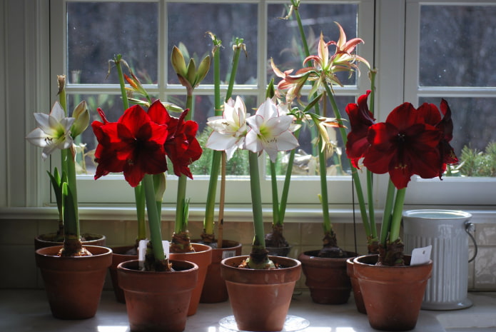 qual è la differenza tra amarillide e hippeastrum