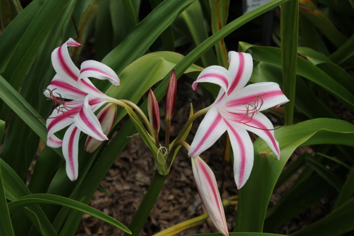 come fiorisce il Crinum