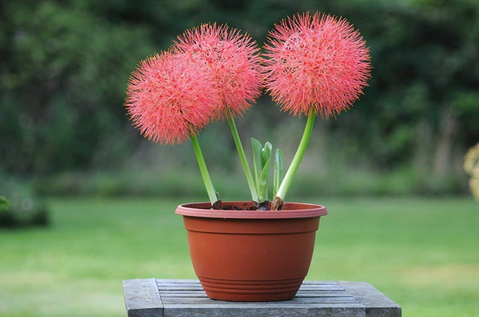 come fiorisce l'haemanthus