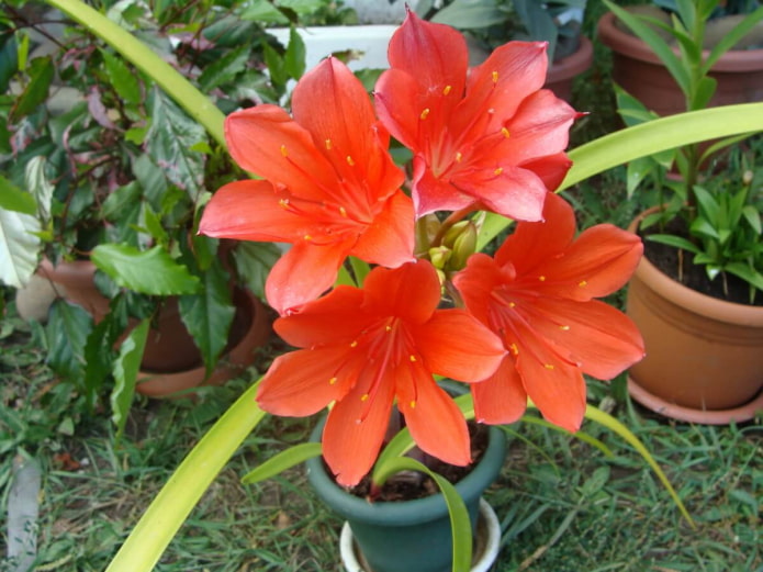 vallota in vaso