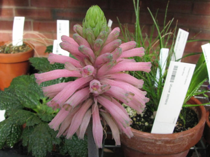 come coltivare la veltheimia