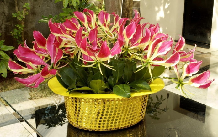 gloriosa in fiore