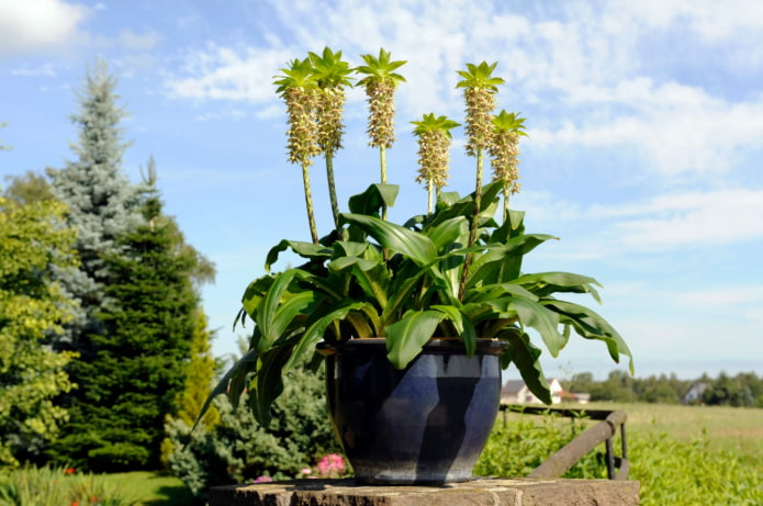 fiore simile all'ananas
