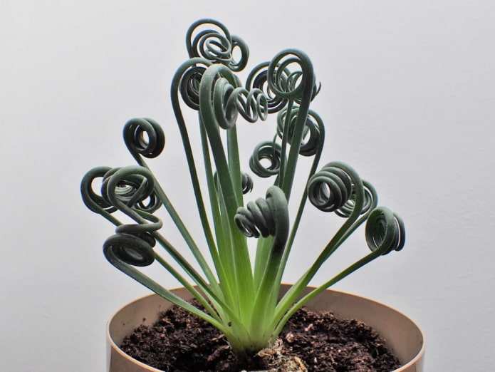 foglie di albuca