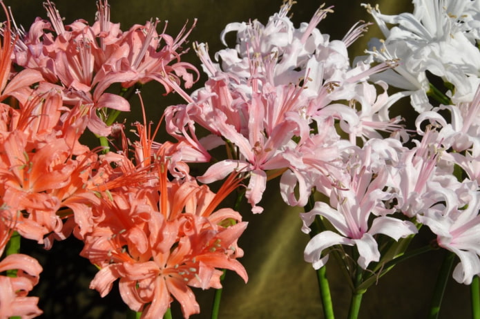 Fioritura di Nerine