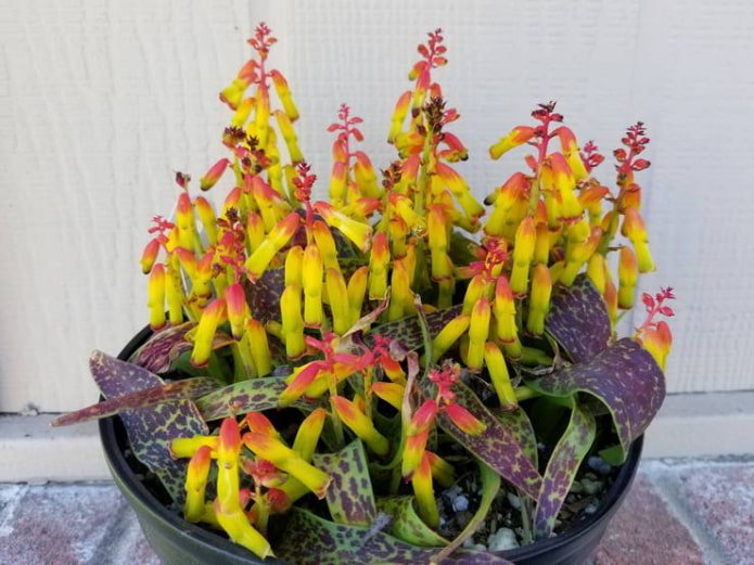 coltivare lachenalia in casa