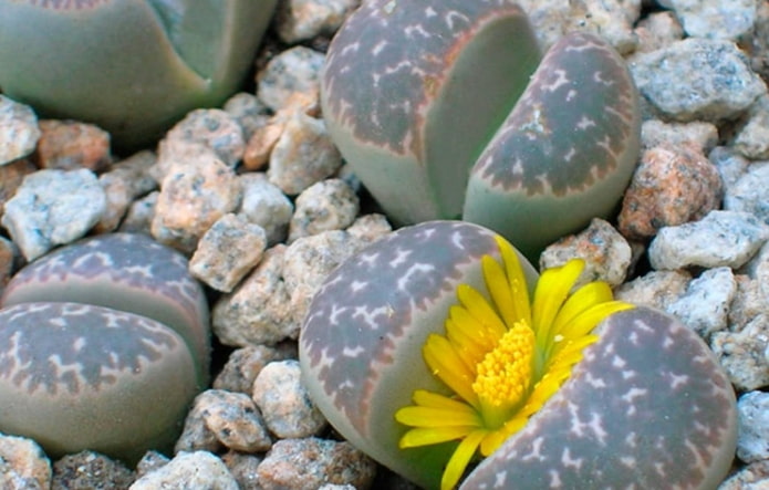 piccola succulenta