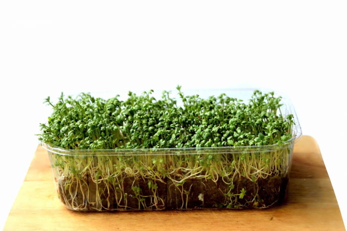 coltivazione di microgreens in terra