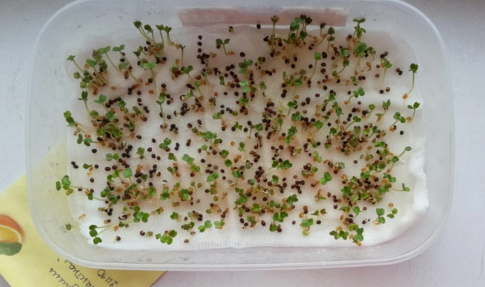 come piantare microgreens in garza