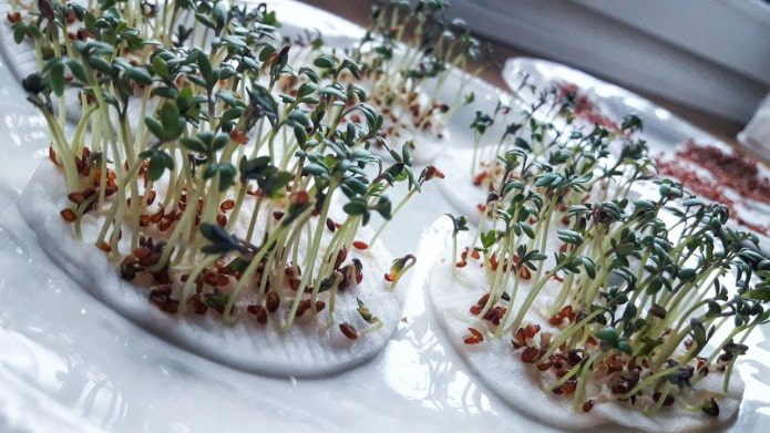 dischetti di cotone per microgreens