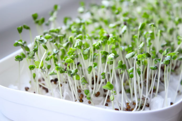 come coltivare i microgreen