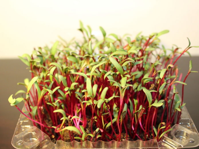microgreens di barbabietola