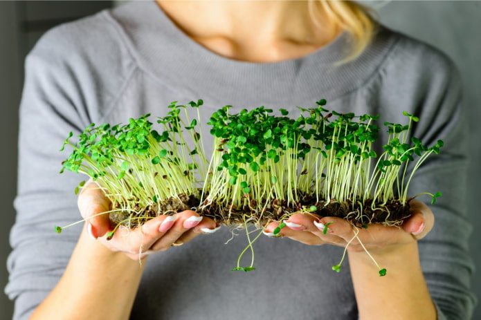 selezione di semi di microgreen