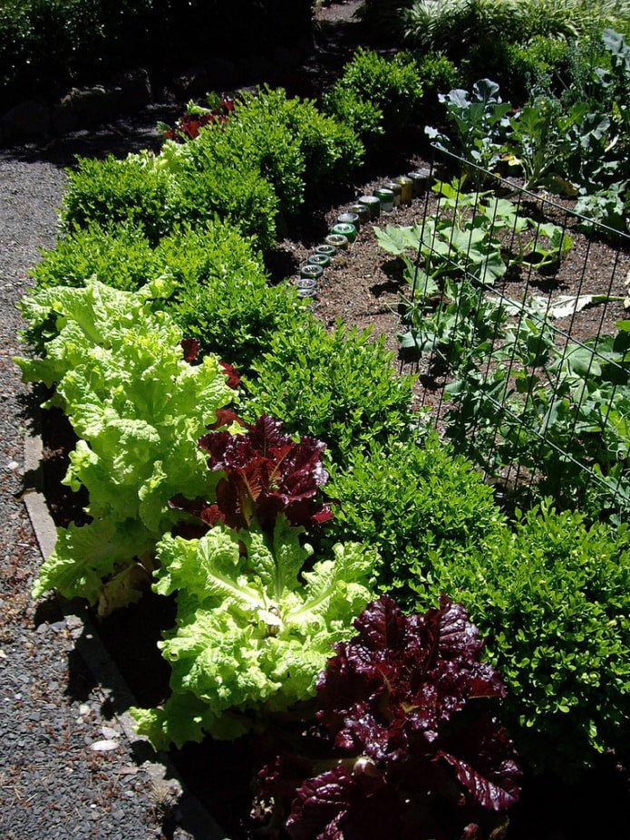 mixborder di verdure