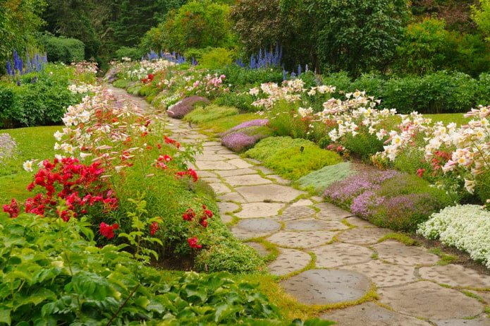 fiori lungo il sentiero