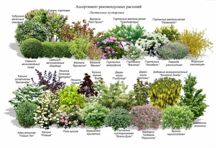 cespugli per mixborder