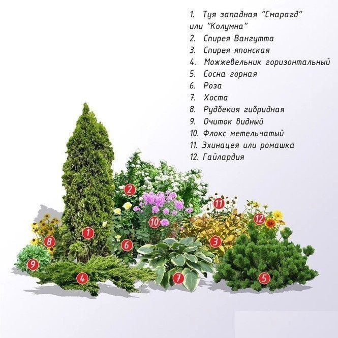 composizione di piante di conifere