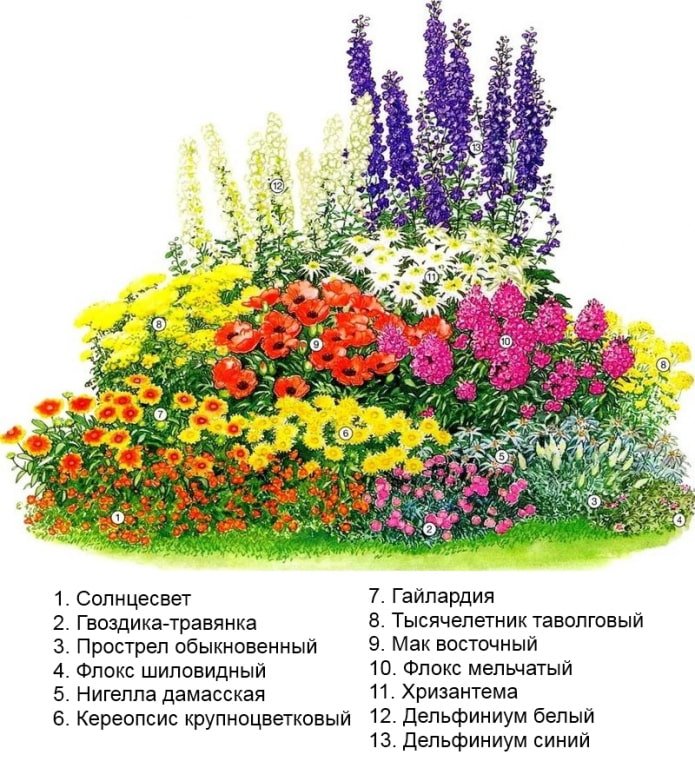 fiori gialli in un'aiuola