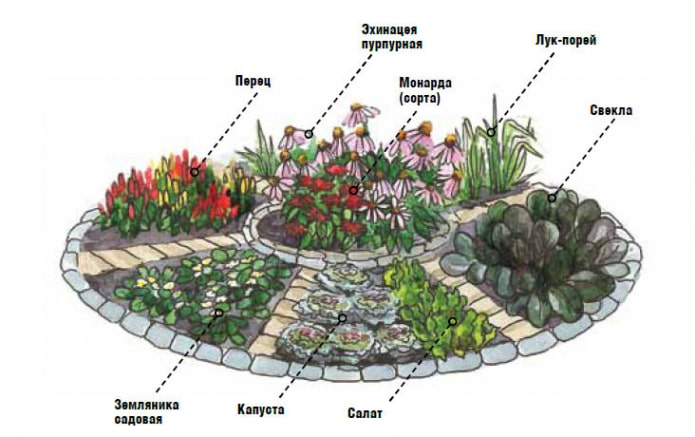 aiuola decorativa con barbabietole