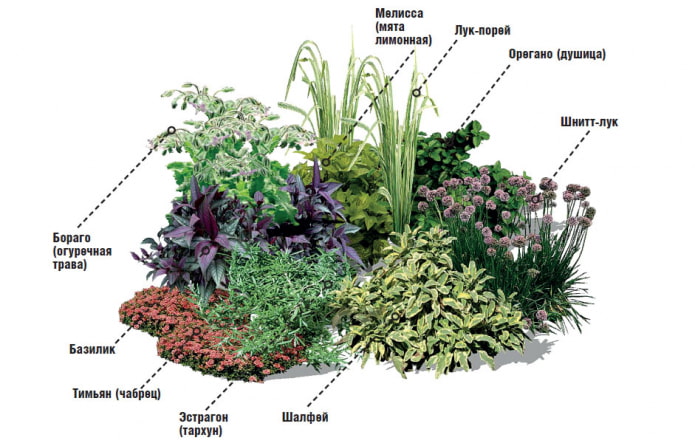 erbe aromatiche in un mixborder