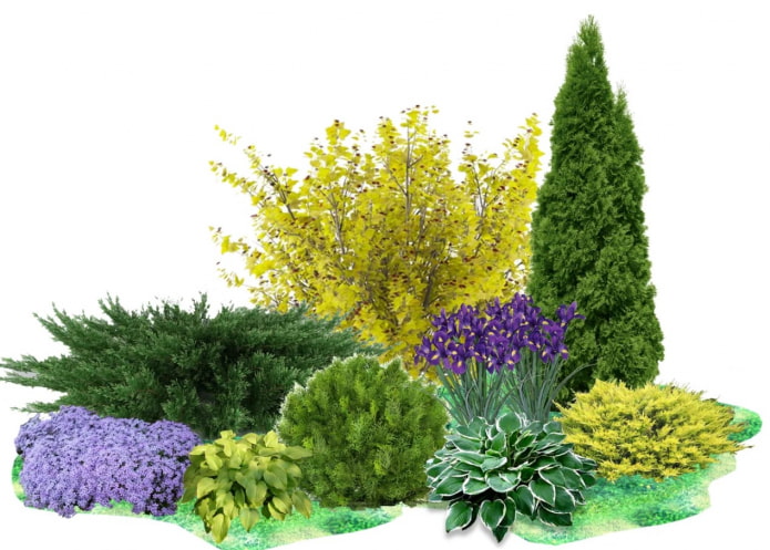 composizione di piante in giardino