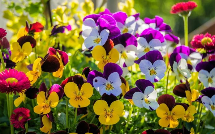 Viole del pensiero
