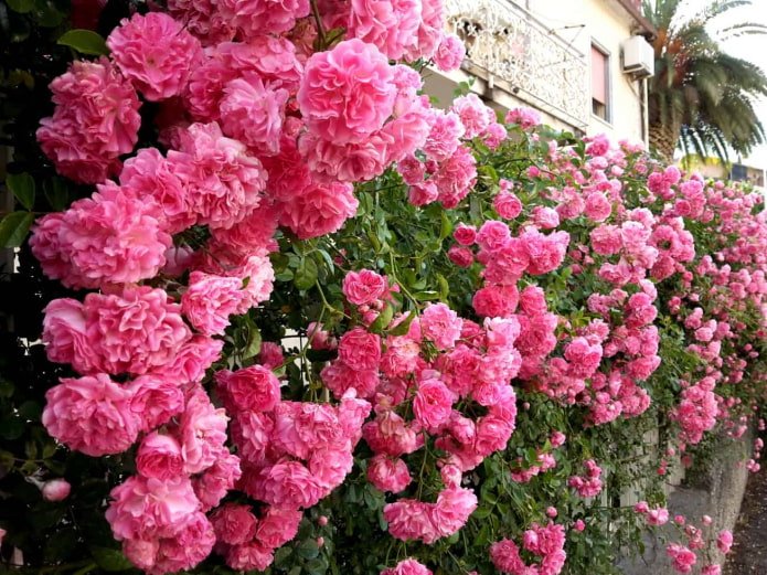 Rosa rampicante