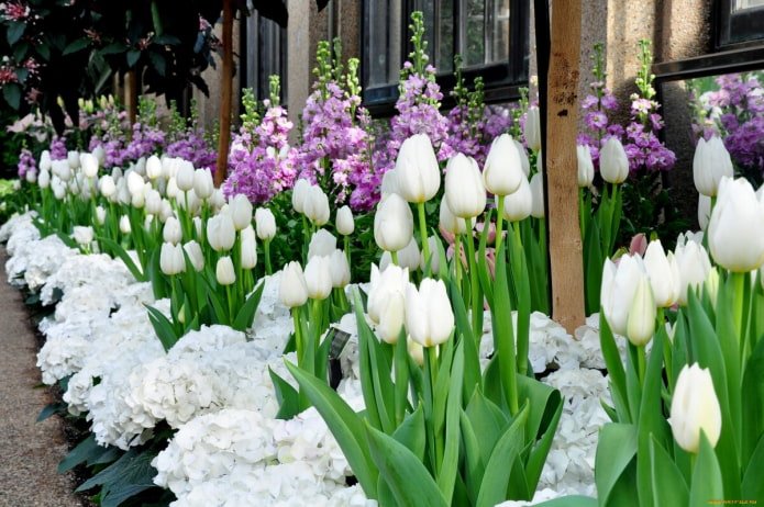 Tulipani bianchi