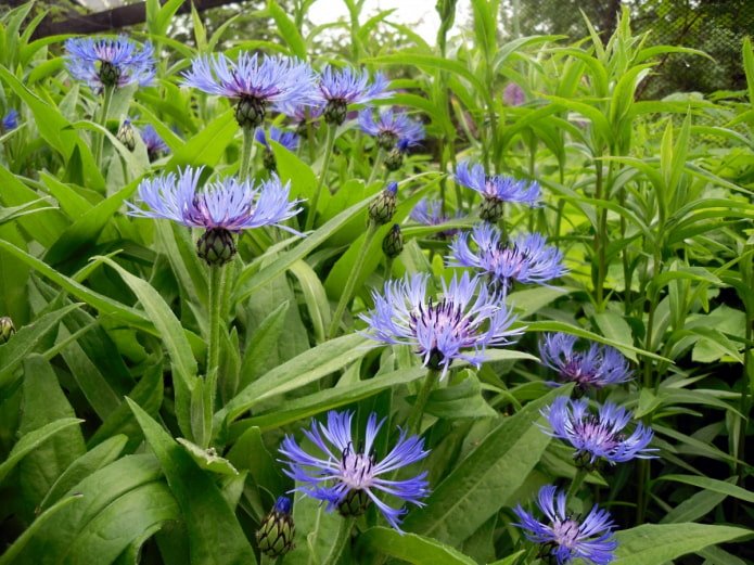 Fiordaliso perenne